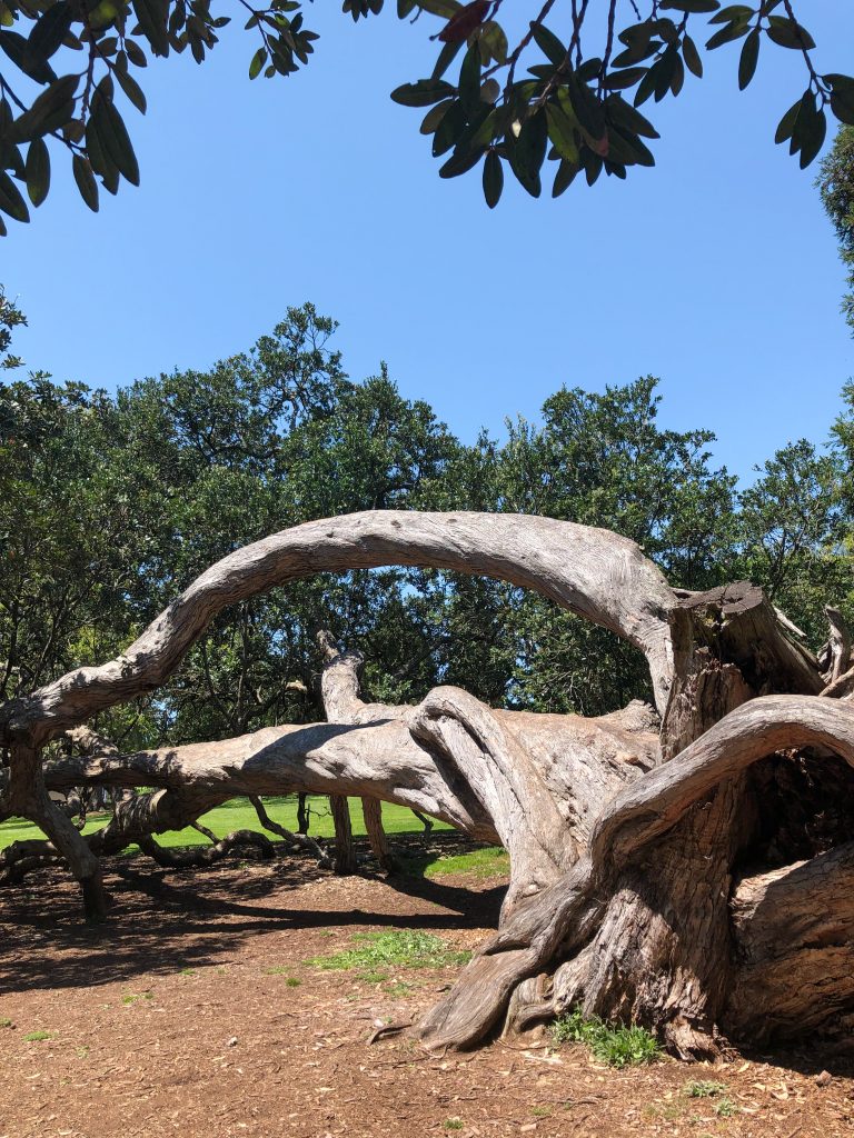 Auckland Domain