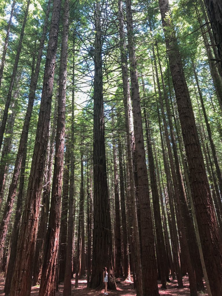 Redwoods Treewalk