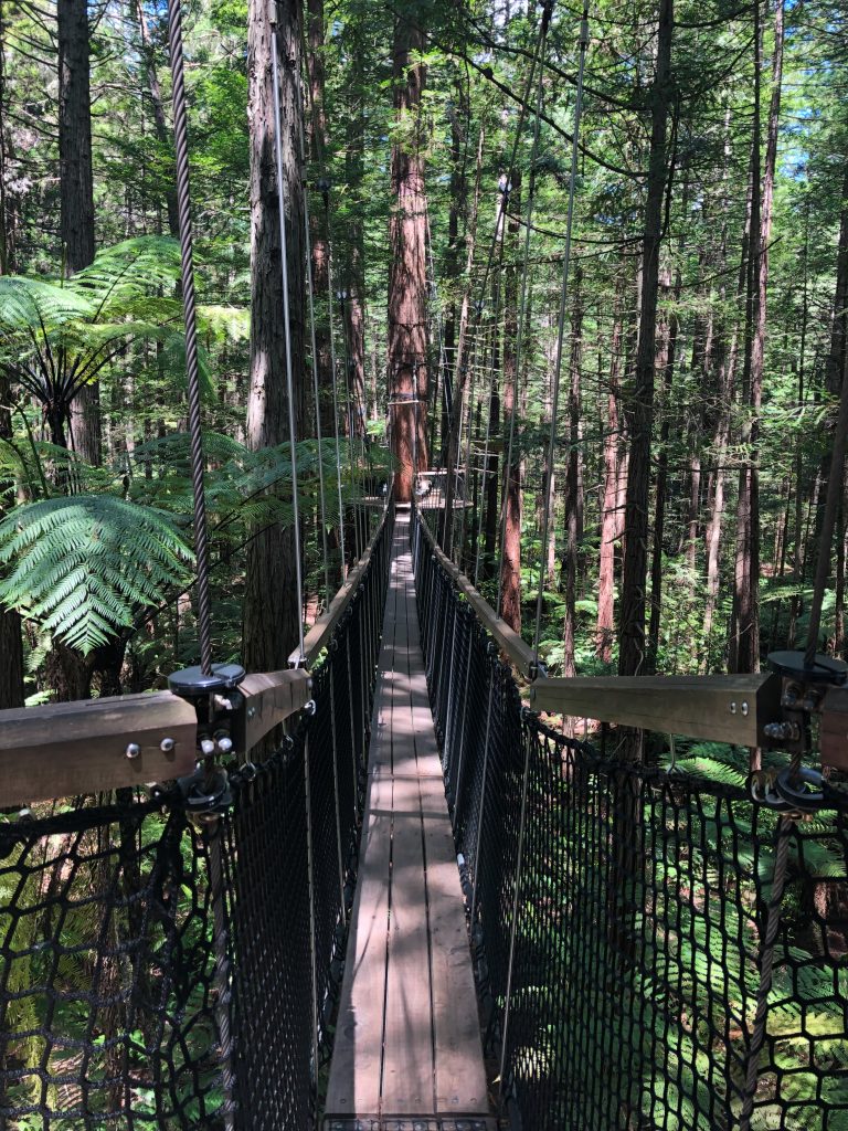 Redwoods Treewalk, Rotura, New Zealand