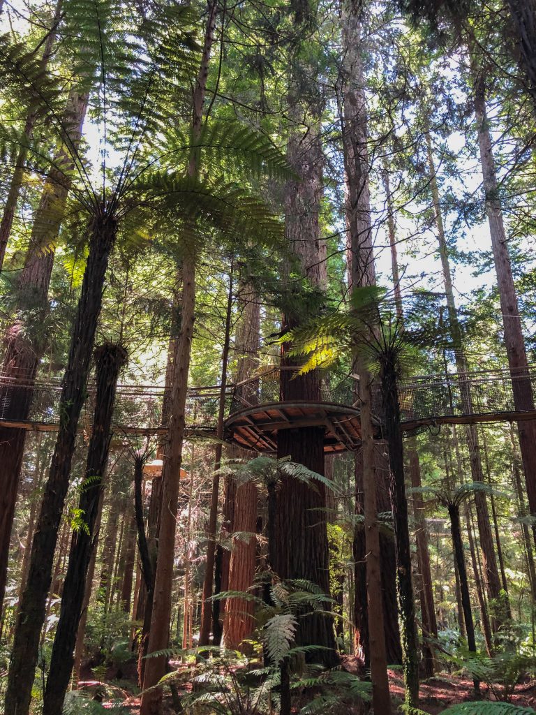 Redwoods Treewalk, Rotura, New Zealand