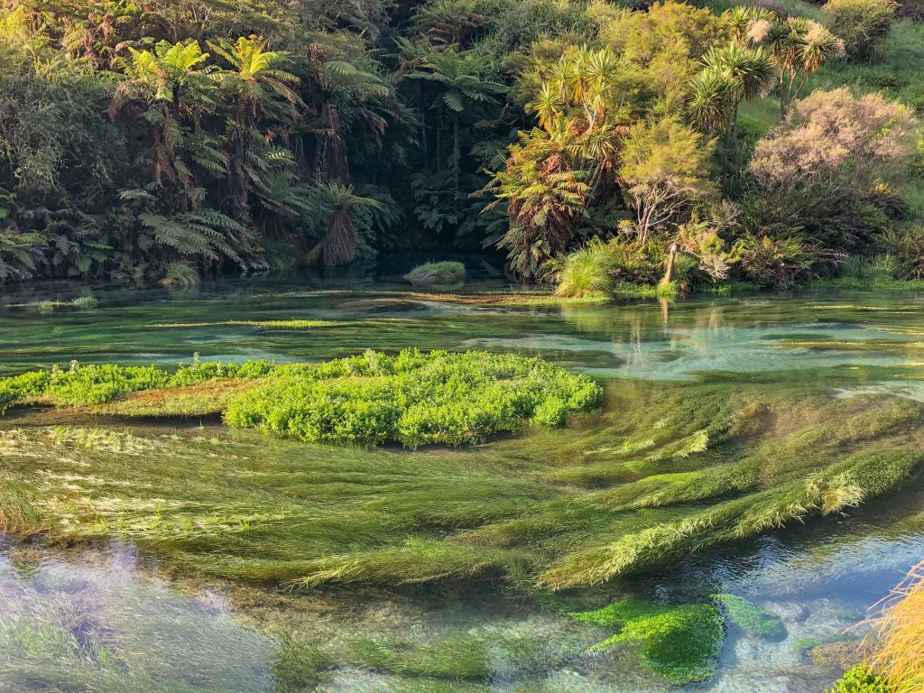 Putaruru Blue Spring